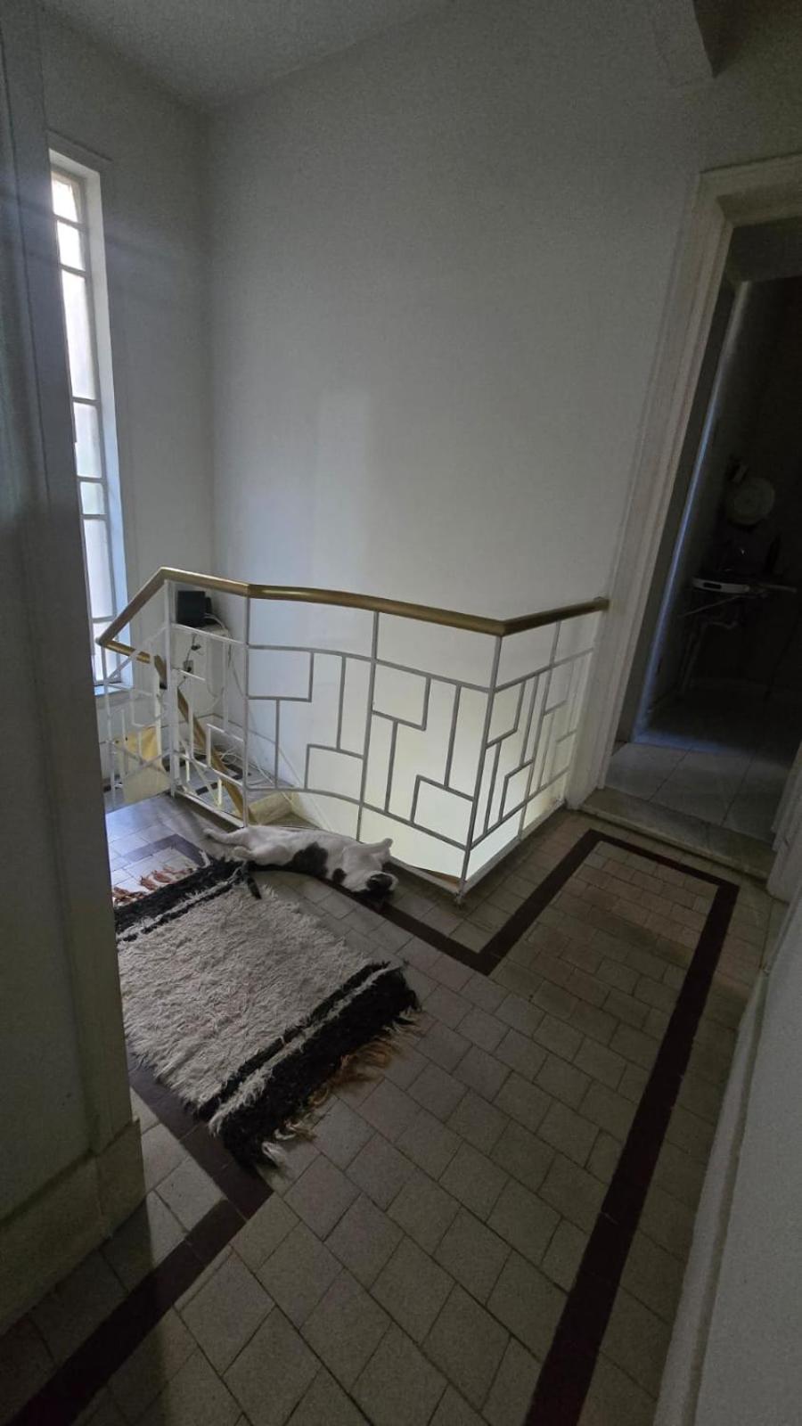 Hospedagem domiciliar Em No Bairro Laranjeiras Com 2 Gatinhos Lindos! Rio de Janeiro